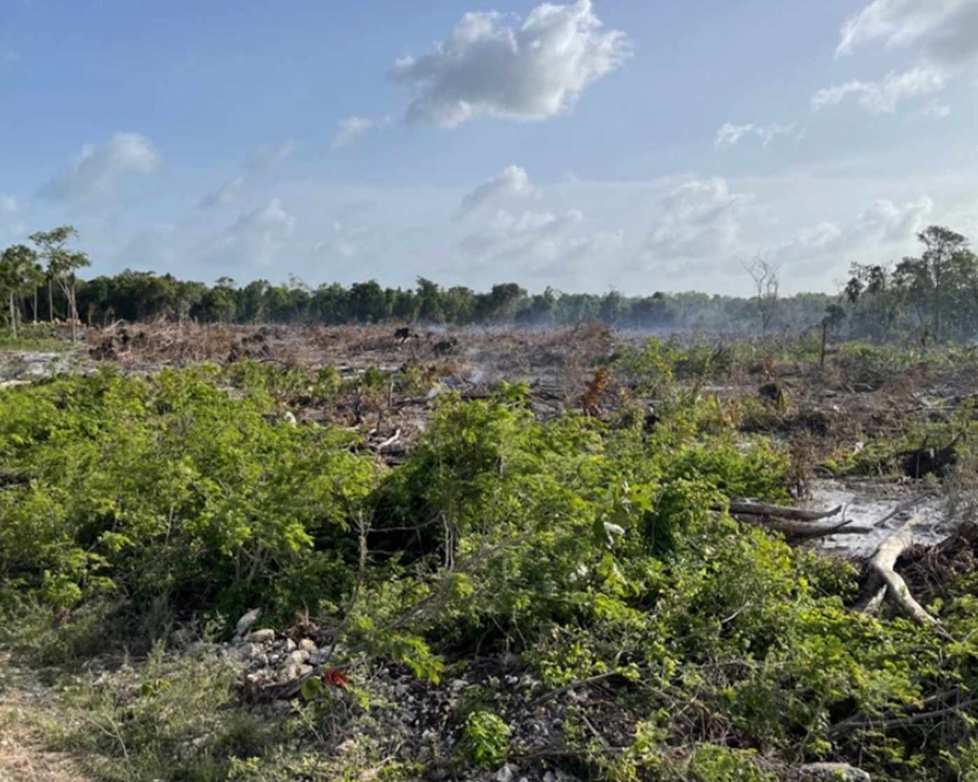 Image of trees, brush, and forest on land for sale in Belmopan, Belize.